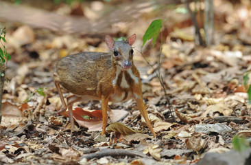 Lesser mouse-deer in thailand forest.