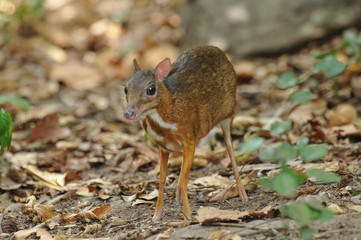 Lesser mouse-deer in thailand forest.