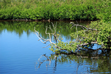 Obraz premium A tree branch near the water surface, reflection 