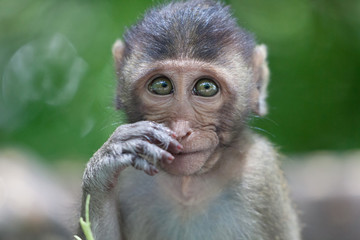 可愛いサル