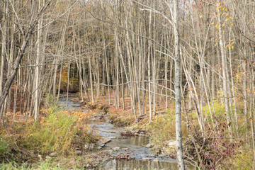 Birches