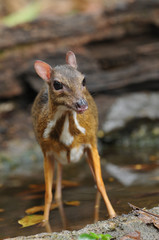 Lesser mouse-deer in thailand forest.