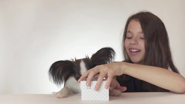 Beautiful teen girl gives a delicious gift to a dog Continental Toy Spaniel Papillon on white background stock footage video.