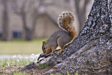 Squirrel in the tree