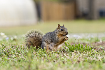 Squirrel eating
