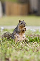 Squirrel eating