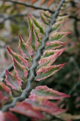 close up of unusual zigzag pattern in branch of a succulent plant with green and pink leaves