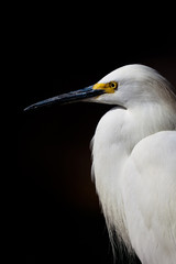 Egret