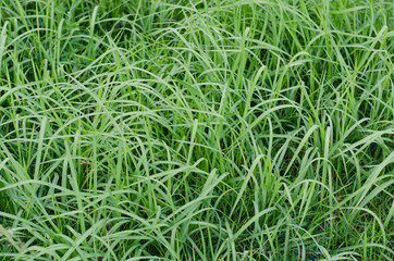 Green Grass In The Meadow.