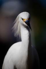 Egret