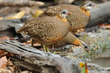 Green-legged partridge, Scaly-breasted partridge
