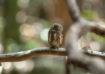 Collared owlet, Collared pygmy owl