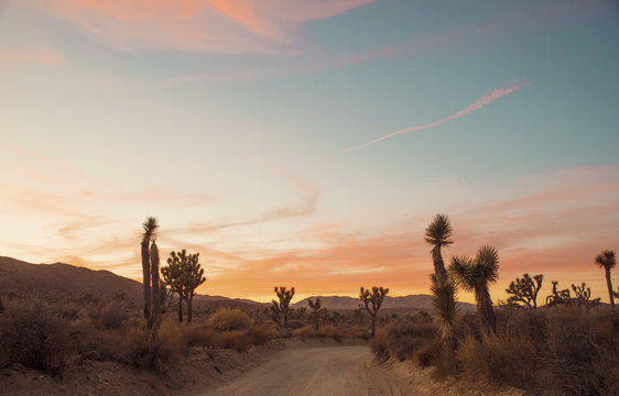 View of Joshua trees and dirt road in Joshua Tree National Park