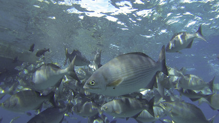 School of Tropical Fish