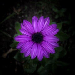 Obraz premium Osteospermum Passion flower in bloom
