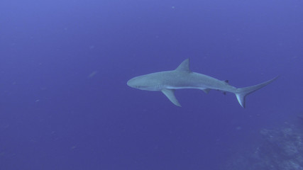 Reef Shark