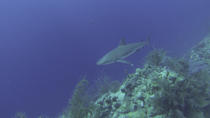 Reef Shark