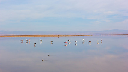 Flamingos of Salar de Atacama, Chile. Quiet lake water with birds and clouds reflection in the desert.