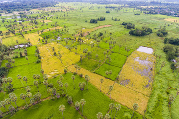 Aerial view of sugar palm tree farm in rural area