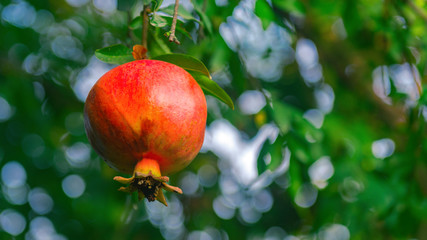 Pomegranate fruit