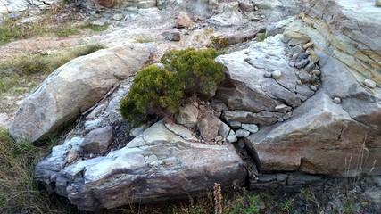 Fototapeta premium Cedar Tree Growing out of Rock