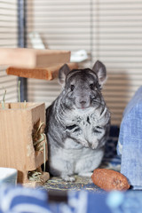 Chinchilla 
