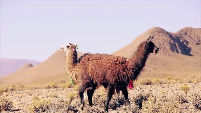 Natural Scene of Llamas Feeding in the Argentine Puna