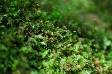 Forest moss