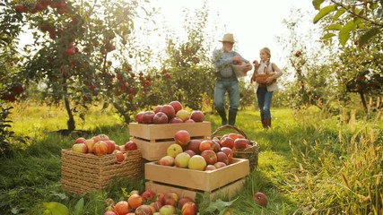 Grandfather with lovely granddaughter walking with baskets full of apples to the boxes and emptying their baskets. Sunny day in the garden. Outdoor