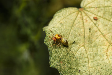 Naklejka premium Queen of weaver or green or orange ant resting on green leaf