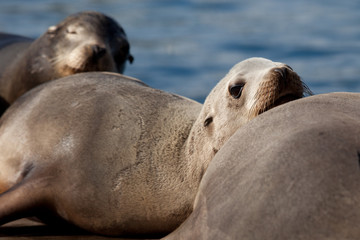 California Sea Lion