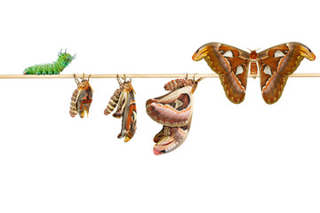 Obraz premium Isolated life cycle of female attacus atlas moth from caterpillar and cocoon on white