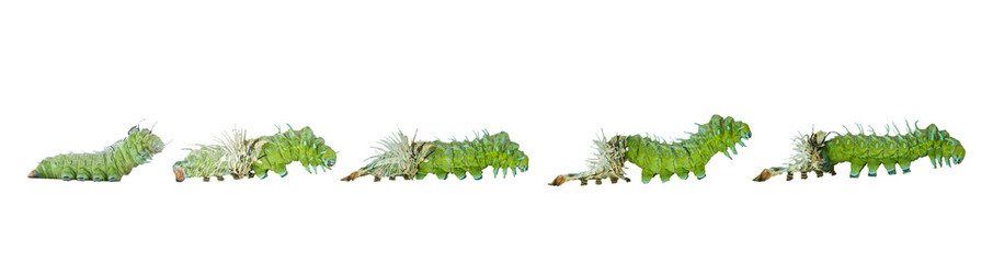 Isolated molting caterpillar stage of Atlas butterfly ( atlas; attacus )  on white