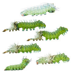 Isolated molting caterpillar stage of Atlas butterfly ( atlas; attacus )  on white with clipping path