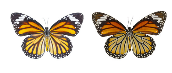 Isolated Dorsal and Belly view of common tiger butterfly ( Danaus genutia ) on white