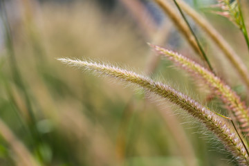 Grass. Fresh green spring grass