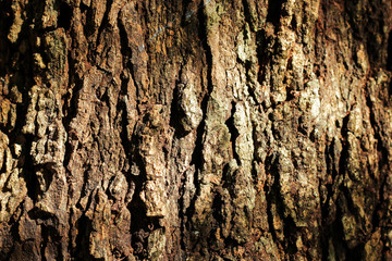 Old grunge dark textured wooden background,The surface of the old brown wood texture