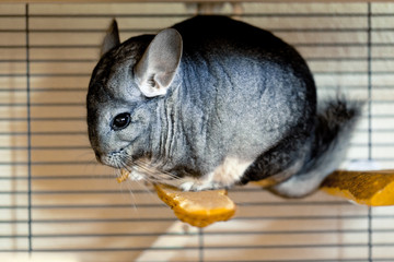 Chinchilla 