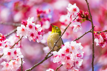 Fototapeta premium The Japanese White-eye.The background is cherry blossoms. Located in Tokyo Prefecture Japan.