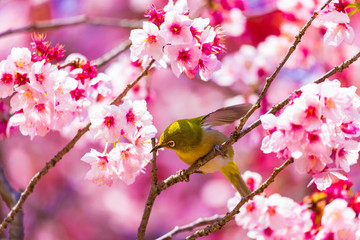 The Japanese White-eye.The background is cherry blossoms. Located in Tokyo Prefecture Japan.