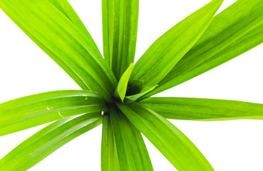 Obraz premium Fresh Pandan leaves isolated on white background