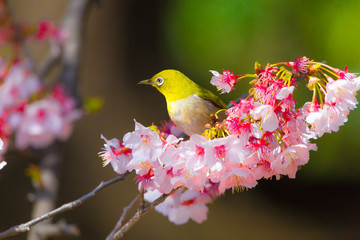 The Japanese White-eye and cherry blossoms. Located in Tokyo Prefecture Japan.