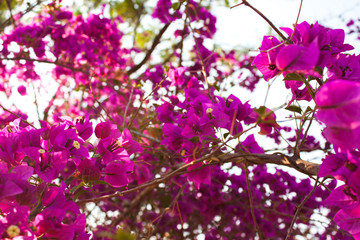 Beautiful pink flower in the morning 