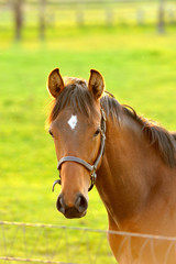 Obraz premium 馬 サラブレッド 