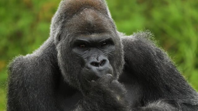 Close Up Portrait of Adult Male Gorilla