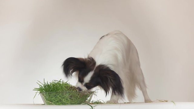 Beautiful young male dog Continental Toy Spaniel Papillon eating fresh sprouted oats on white background stock footage video