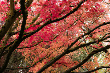 Japanese Maple tree in Portland's Crystal Springs Rhododendron G