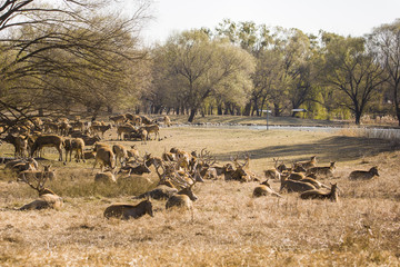 a herd of reindeer