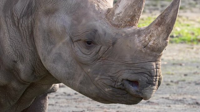 Black rhinoceros (Diceros bicornis) in captivity