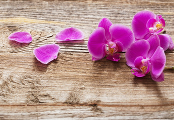 orchid on old wooden background